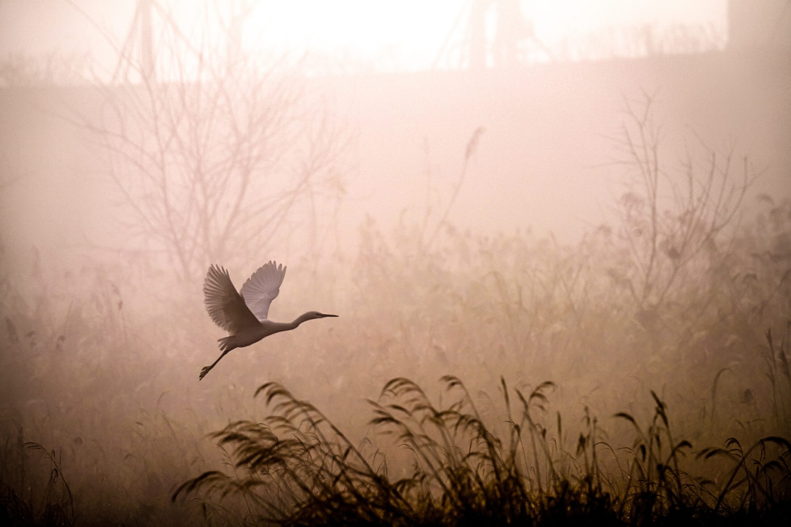 egret-5937499